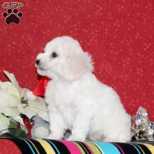 Jeremy, Bichon Frise Puppy